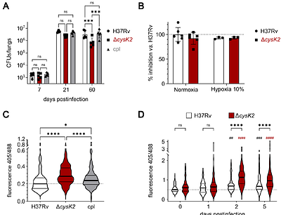 CysK2 couples copper sensing to metabolic and redox adaptation in Mycobacterium tuberculosis