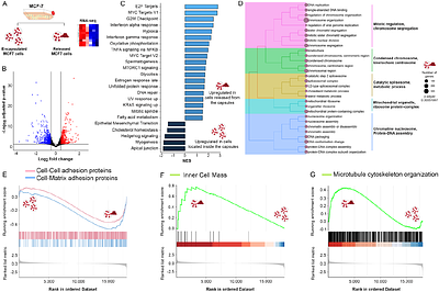 Mechanotranscriptomic Profiling of Breast Cancer Cells Intravasated from Engineered Microtumors