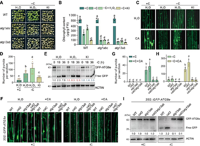 Catalase 2-dependent regulation of autophagy in response to carbon starvation in Arabidopsis