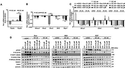 Differential responses of murine embryonic stem cells (mESC) and their endothelial progeny to doxorubicin and pharmacological inhibitors of DNA repair and DNA damage response