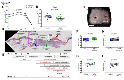 A regenerative stem cell-derived matrix accelerates functional dermal wound repair in a diabetic model