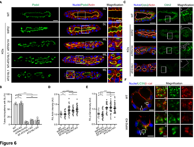 The V-ATPase/ATG16L1 axis drives membrane remodeling during epithelial morphogenesis