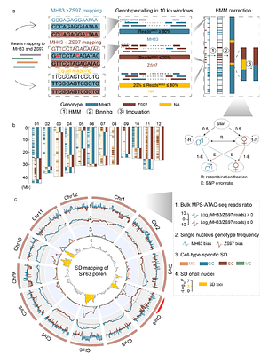 GAMETE maps the genetic architecture of chromatin accessibility in rice pollen at single-nucleus resolution