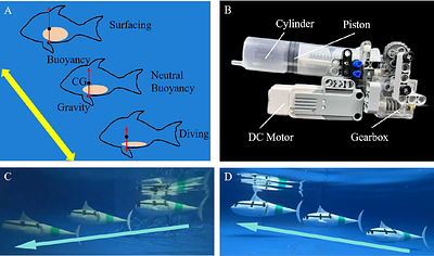 How Biomimetic Morphing Dorsal Fin Affects the Swimming Performance of a
  Free-swimming Tuna Robot