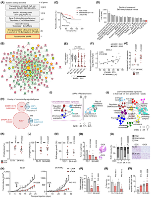 cIAP1 inhibitor of apoptosis is a tumor suppressor in Ewing sarcoma