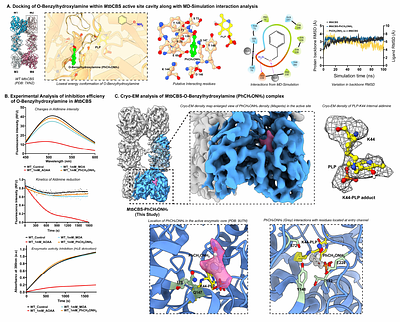 Molecular insights into inhibitor action on a key bacterial metabolic enzyme Cystathionine β-Synthase