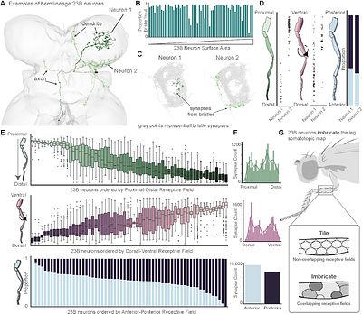 A central somatotopic map of the fly leg supports spatially targeted grooming