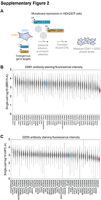 A toolkit for programmable transcriptional engineering across eukaryotic kingdoms
