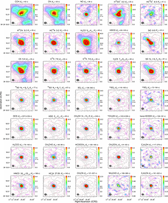 Survival of Molecular Complexity under Recent Supernova Feedback: Detection of Hot Cores in RX J1713.7-3946