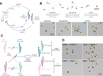 PKN is a sex- and species-specific fertilization factor in brown algae
