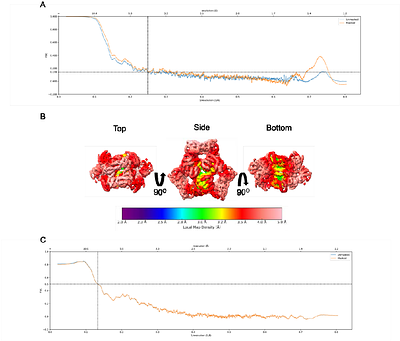Off-Target Structural Insights: ArnA and AcrB in Bacterial Membrane Protein Cryo-EM Analysis