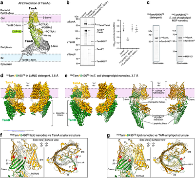 Mechanism of phospholipid transport to the bacterial outer membrane by TAM.