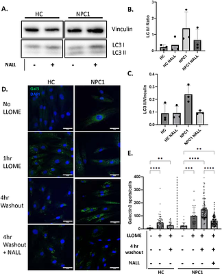 N-Acetyl-l-Leucine (NALL) rescues inter-organelle communication in Niemann-Pick disease type-C patient cells.