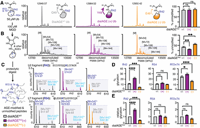 Predictable modulation of a spontaneous post-translational modification in living cells