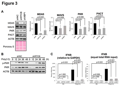 Ribonuclease L Regulates Antiviral Responsiveness through Cleavage of XBP1 mRNA