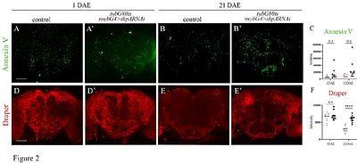 Masking phosphatidylserine prevents neuronal loss in two distinct Drosophila models of neurodegeneration