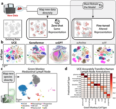 Universal Cell Embeddings: A Foundation Model for Cell Biology