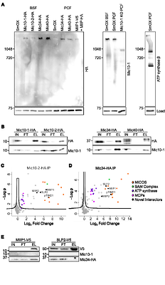 Trypanosomal MICOS is assembled on non-respiring mitochondrial crista precursors and associates with two integral microproteins