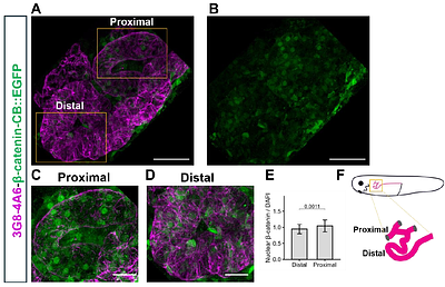 Developmental shift in β-catenin localization between nuclear and junctional pools during vertebrate nephron development