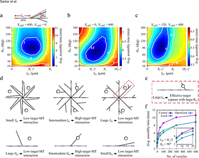 Branching, crosslinking and decentralization of microtubules accelerates intracellular assembly