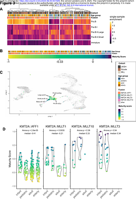 Intra-subtype heterogeneity shapes treatment response in KMT2A-rearranged ALL across all age groups