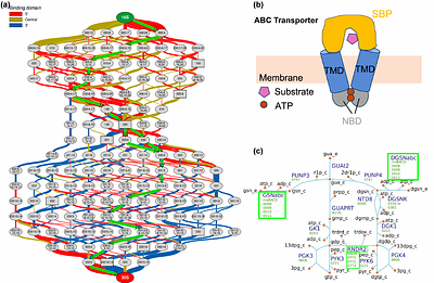 Assembly of Macromolecular Complexes in the Whole-Cell Model of a Minimal Cell
