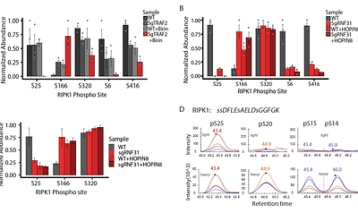 Inhibition of TBK1/IKKe mediated RIPK1 phosphorylation sensitizes tumors to immune cell killing