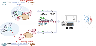 Leveraging a self-cleaving peptide for tailored control in proximity labeling proteomics
