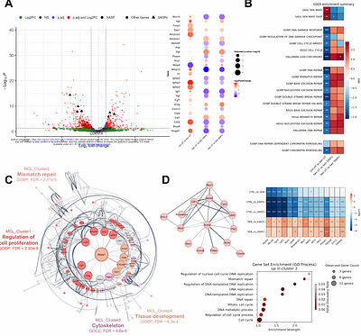 Fucoidans are senotherapeutics that enhance SIRT6-dependent DNA repair