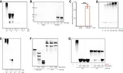 Primer- and template-independent RNA polymerization by terminal nucleotidyltransferase TENT4B