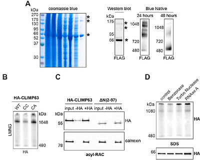 The luminal and cytosolic domains of CLIMP-63 cooperate to set ER sheet width