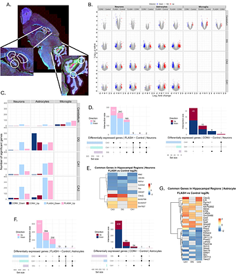 Early microglial activation in the TME enables FLASH-RT to eradicate medulloblastoma while promoting neuron-astrocyte crosstalk to minimize toxicity in the hippocampus