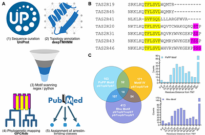 Cooperative Control of Arrestin Activation By Membrane Lipids And Phosphorylation Barcodes