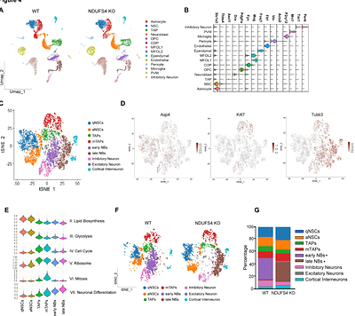 Impaired Complex I dysregulates neural/glial precursors and corpus callosum development revealing postnatal defects in Leigh Syndrome mice