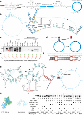 Synthesis of Ultra-Large Fibrous Proteins from Bacteria via a Looped-Translation System