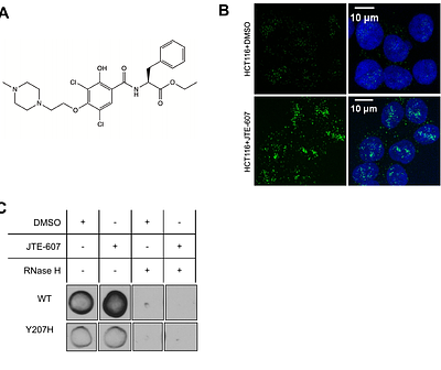 Small molecule inhibition of CPSF3 impacts R-loop distribution