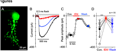Rod pathway blockade improves visual function in a mouse model of photoreceptor degeneration