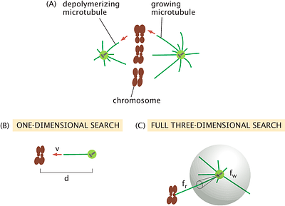 Biological Processes as Exploratory Dynamics