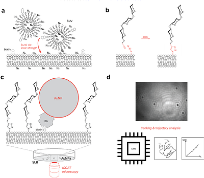Bottom-up investigation of spatiotemporal glycocalyx dynamics with interferometric scattering microscopy
