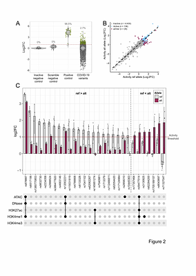 Identifying severe COVID-19 risk variants modulating enhancer reporter activity in lung cells