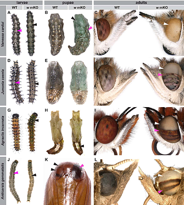 ABCG transporter knockouts alter integument and eye pigmentation with gene-specific effects on viability in butterflies and moths