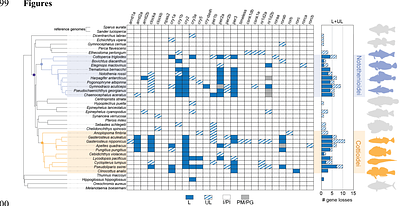 Convergent latitudinal erosion of circadian systems in a rapidly diversifying order of fishes