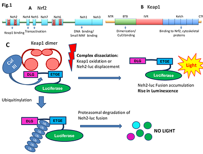 FUNCTIONAL ANALYSIS OF BIPARTITE NRF2 ACTIVATORS THAT OVERCOME FEEDBACK REGULATION FOR AGE-RELATED CHRONIC DISEASES