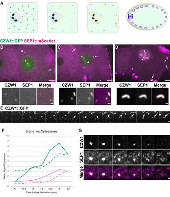 Outer Kinetochore Proteins form Linear Elements to Regulate Vesicle Transport