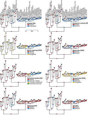 Molecular phylogeny of Catenulida (Platyhelminthes) with special focus on their diversity in Poland
