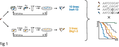 The insect- and plant-associated lifestyles of Pseudomonas protegens CHA0 are preserved following serial passage through insect larvae