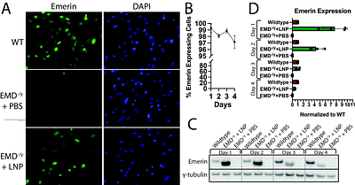 Development of Emerin mRNA Lipid Nanoparticles to Rescue Myogenic Differentiation