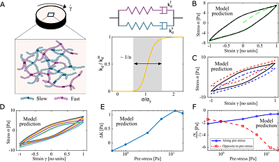 Stress-Induced Mechanical Memory in Respiratory Mucus: Anisotropy, Network Reorganization, and Directional Transport