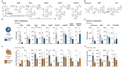 Aging disrupts cumulus-oocyte NAD homeostasis