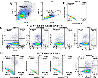 An Integrated Proteomics and Genomics Approach to Identify Essential Protein Kinases During Human Trophoblast Development